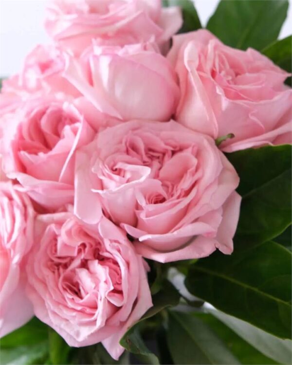 Pink Rose Bouquet - 12 Stems