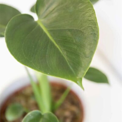 Monstera Deliciosa in Grey Speckled Pot (120mm)