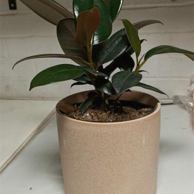 Ficus Burgundy in Sand Finish Pot (170mm)
