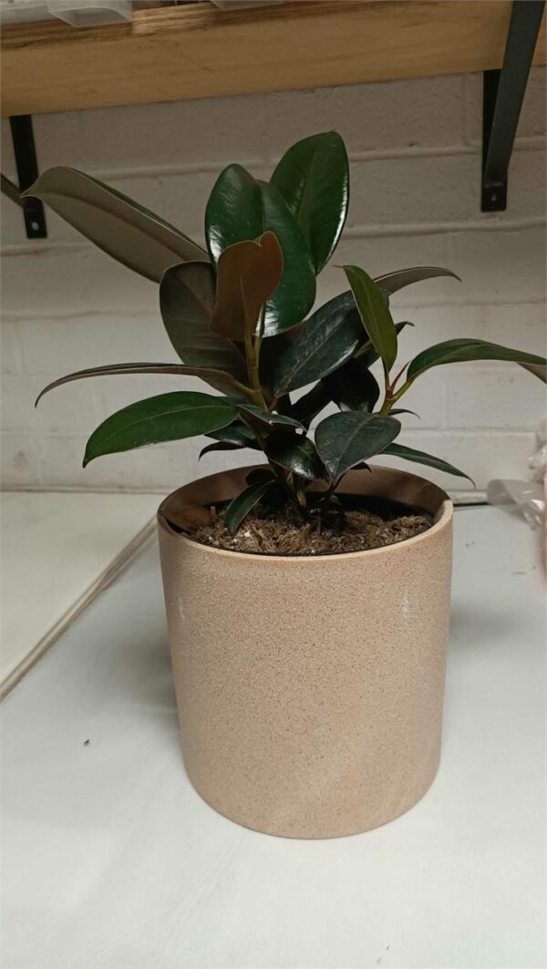 Ficus Burgundy in Sand Finish Pot (170mm)