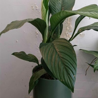 Peace Lily "Sensation" in Pink Pot (240mm)