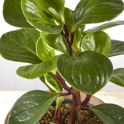 Peperomia Red Canon in Sand Finish Pot (120mm)