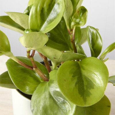 Peperomia Lemon & Lime in Light Green Pot (120mm)
