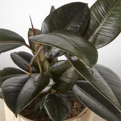 Ficus Burgundy in Cream Pot (170mm)