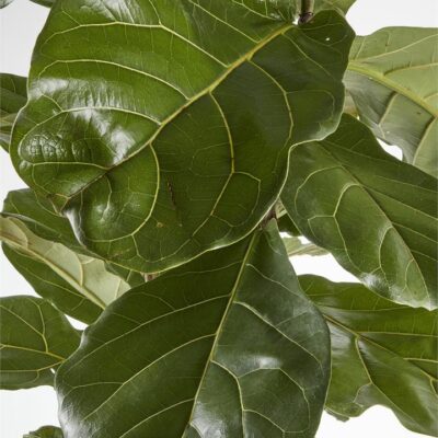 Fiddle Leaf Fig (Extra Large)