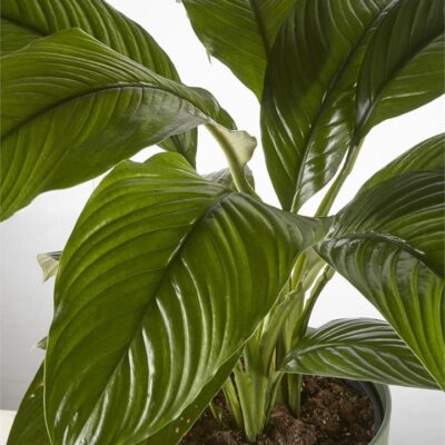 Peace Lily "Sensation" in Dark Green Pot (240mm)