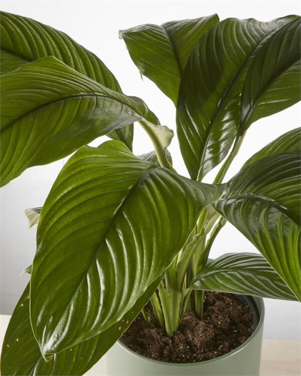 Peace Lily "Sensation" in Dark Green Pot (240mm)