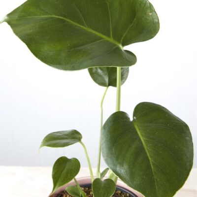 Monstera Deliciosa in Ribbed Pink Pot (120mm)