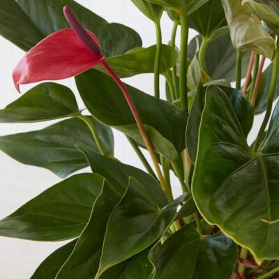 Anthurium Plant (Pink)