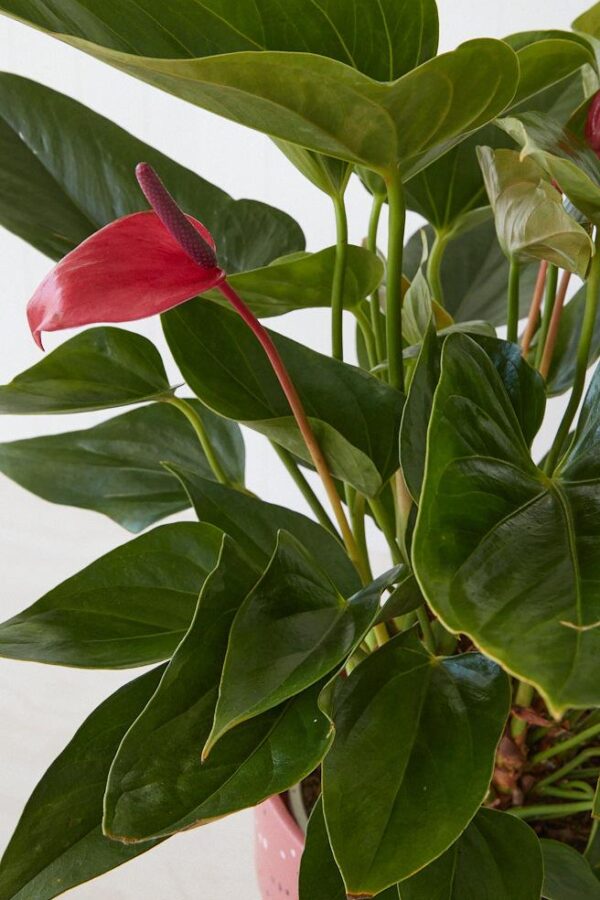 Anthurium Plant (Pink)