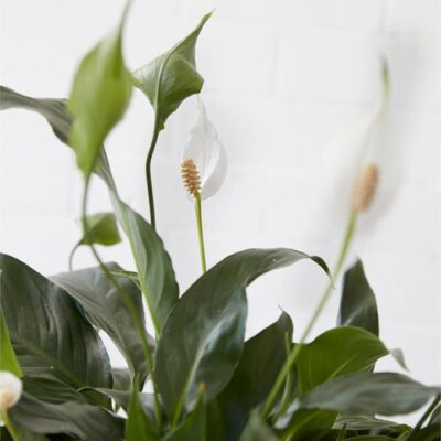 Peace Lily in Light Green Pot (190mm)