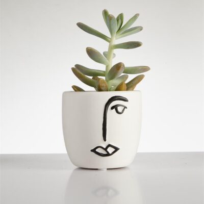 Succulent “Pachyphytum” in Face Pot (60mm)