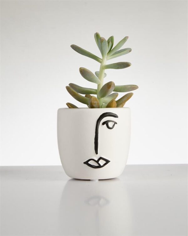 Succulent “Pachyphytum” in Face Pot (60mm)