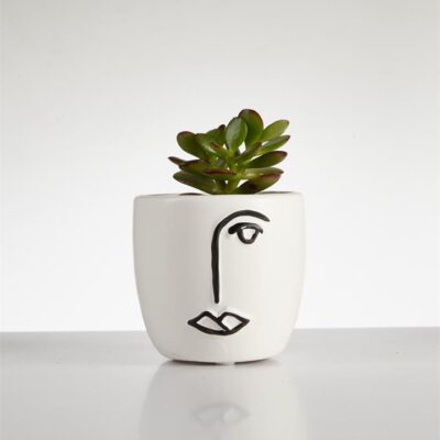 Succulent “Crassula Ovata” in Face Pot (60mm)