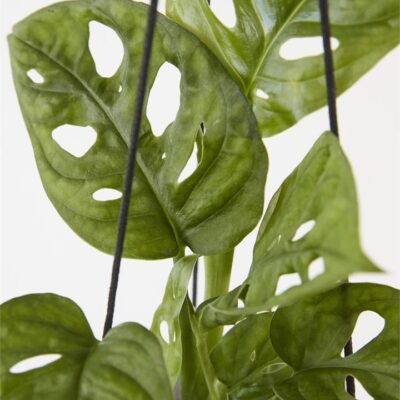 Monstera Adansonii "Monkey Mask" (Pink)
