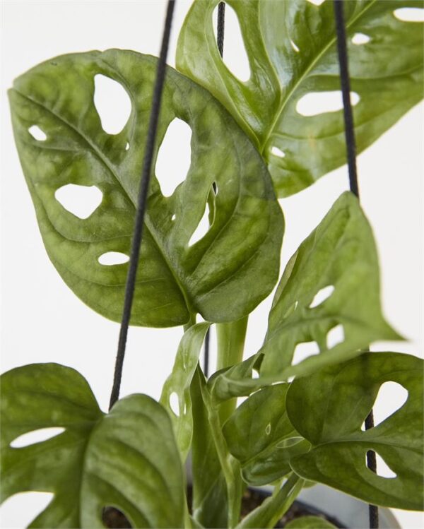Monstera Adansonii "Monkey Mask" (Pink)