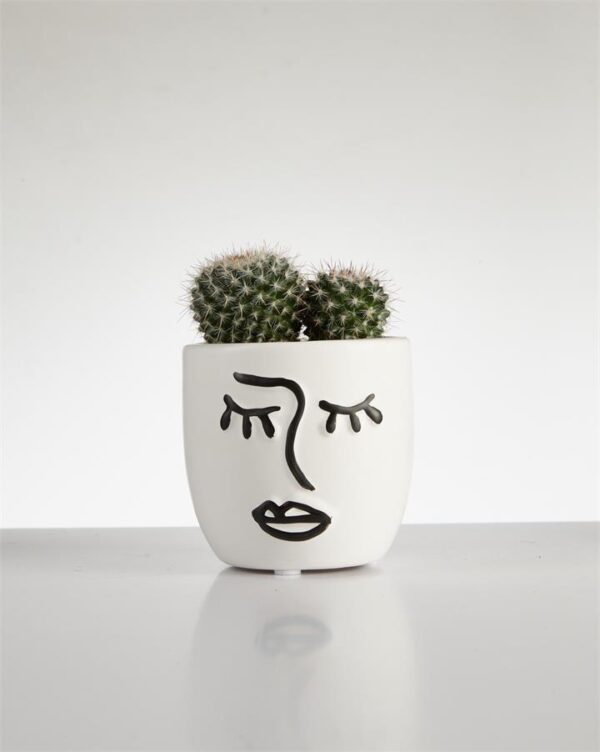 Cactus “Mammillaria” cluster in Face Pot (60mm)