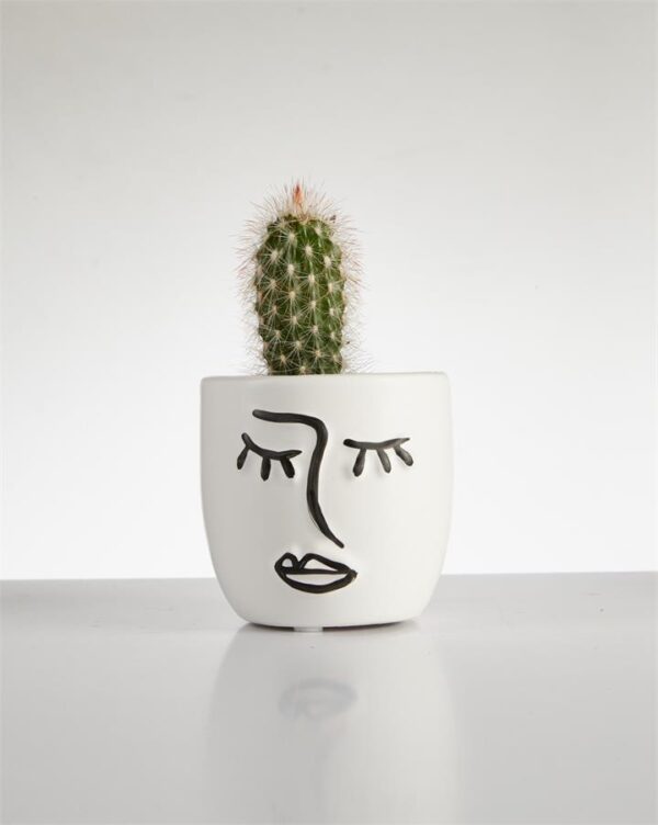 Cactus “Esposta” tall in Face Pot (60mm)