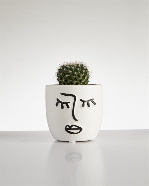 Cactus “Mammillaria” single in Face Pot (60mm)
