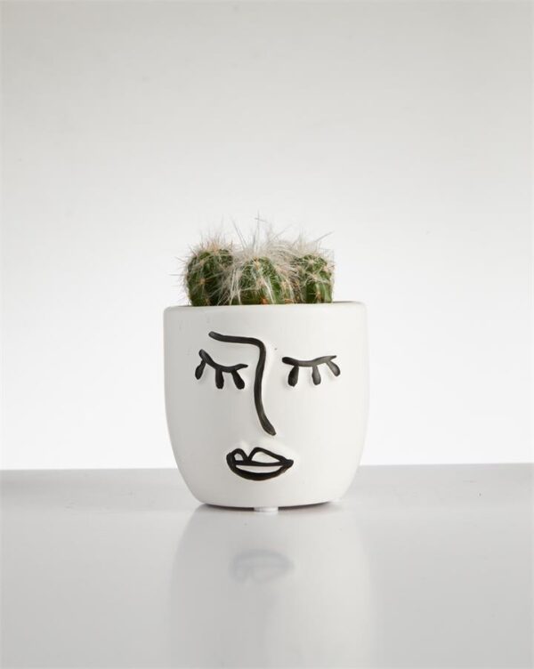 Cactus “Esposta” cluster in Face Pot (60mm)