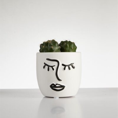 Cactus “Gymnocalycium” in Face Pot (60mm)