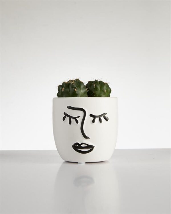 Cactus “Gymnocalycium” in Face Pot (60mm)